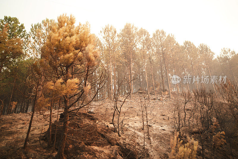 在Muğla Kozağaç山的火冷却过程后